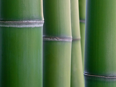 BambusBerlin Phyllostachys