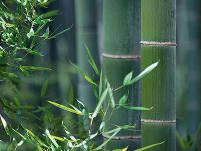 BambusBerlin Phyllostachys